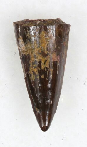 Eryops Tooth From Oklahoma - Giant Permian Amphibian #33550